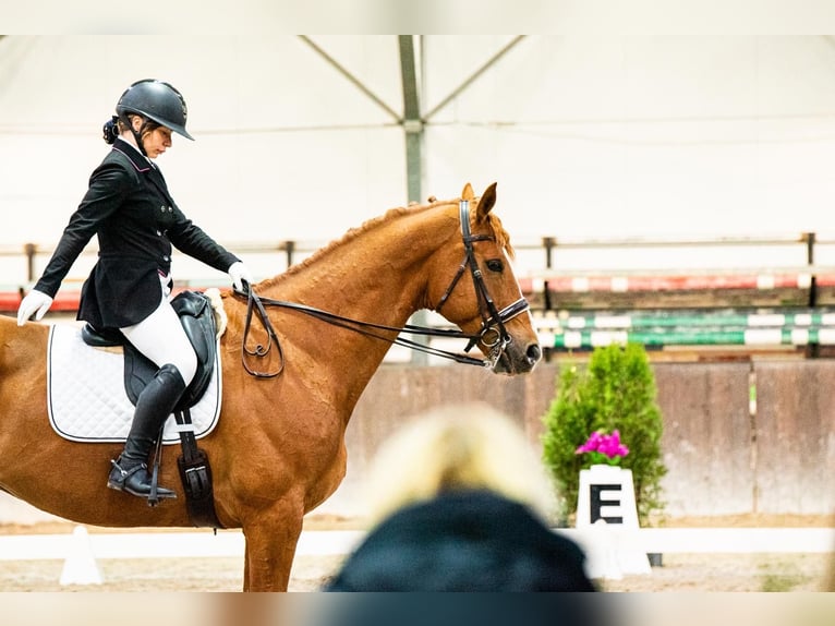 Polnisches Halbblut Wallach 10 Jahre 176 cm Fuchs in K&#x142;aczyna
