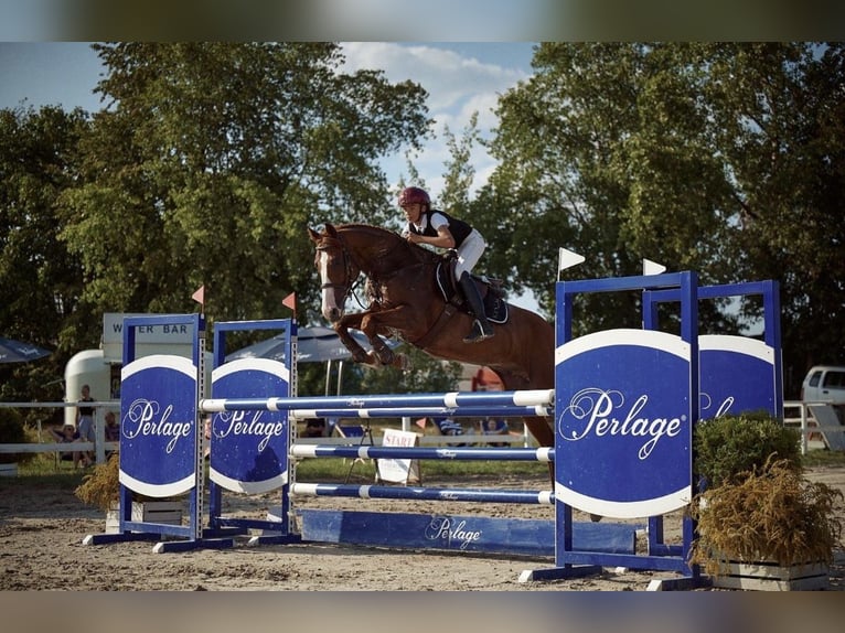 Polnisches Halbblut Wallach 11 Jahre 165 cm Fuchs in Robercin
