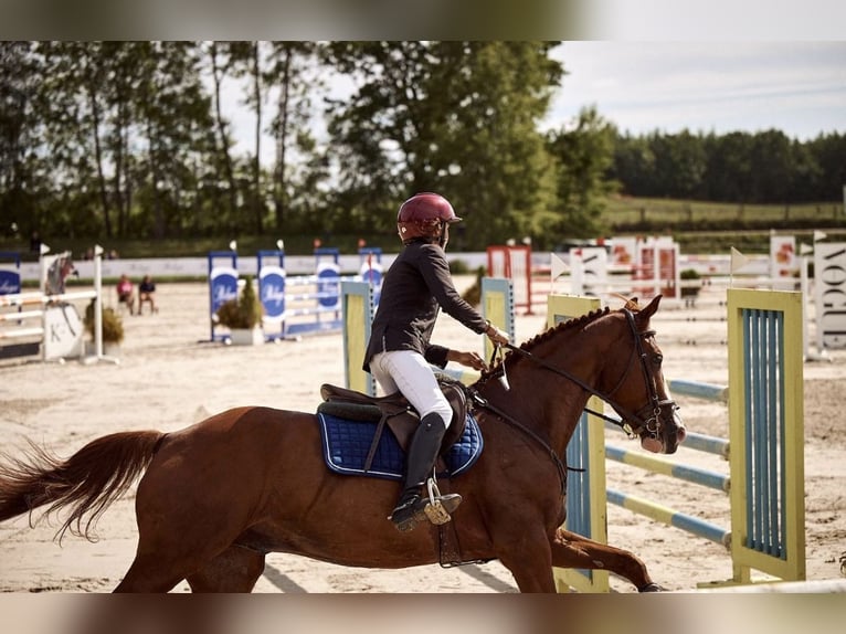 Polnisches Halbblut Wallach 11 Jahre 165 cm Fuchs in Robercin
