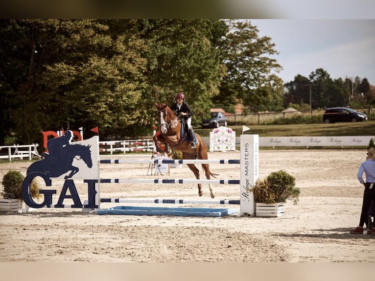Polnisches Halbblut Wallach 11 Jahre 165 cm Fuchs in Robercin