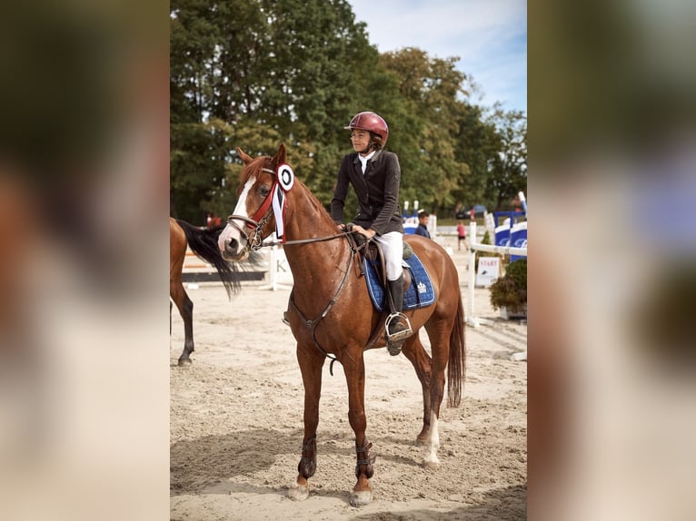 Polnisches Halbblut Wallach 11 Jahre 165 cm Fuchs in Robercin