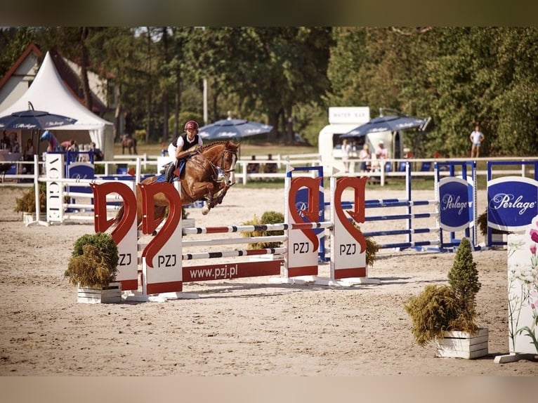 Polnisches Halbblut Wallach 11 Jahre 165 cm Fuchs in Robercin