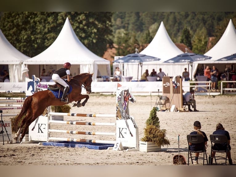 Polnisches Halbblut Wallach 11 Jahre 165 cm Fuchs in Robercin