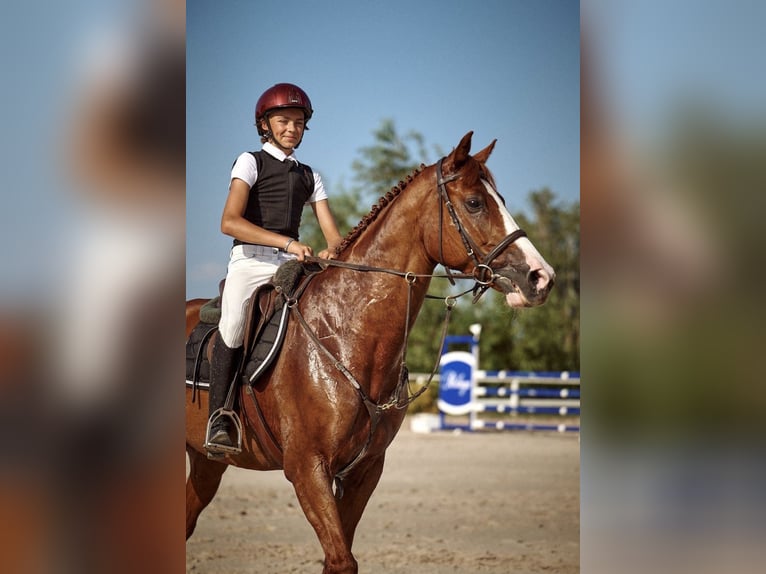 Polnisches Halbblut Wallach 11 Jahre 165 cm Fuchs in Robercin