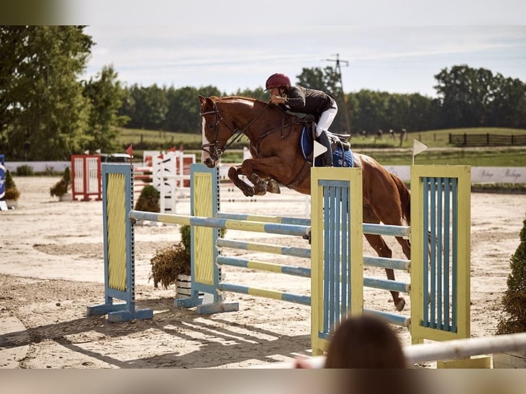 Polnisches Halbblut Wallach 11 Jahre 165 cm Fuchs in Robercin