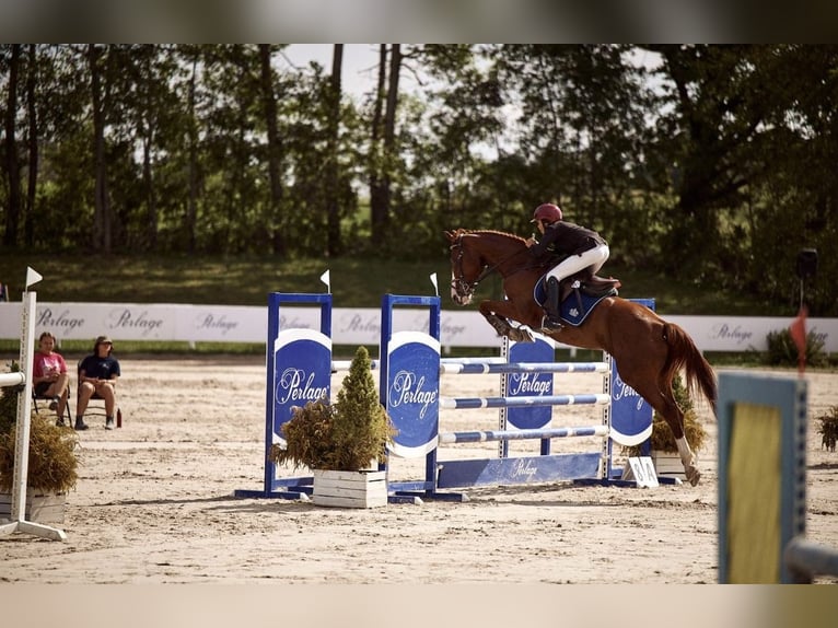 Polnisches Halbblut Wallach 11 Jahre 165 cm Fuchs in Robercin