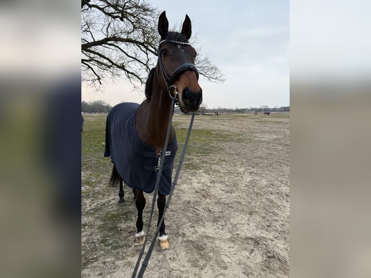 Polnisches Halbblut Wallach 11 Jahre 168 cm Rotbrauner in Radzionków