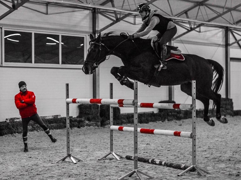 Polnisches Halbblut Wallach 11 Jahre 170 cm Rotbrauner in Piaseczno