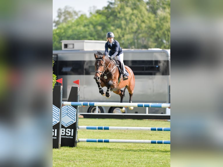 Polnisches Halbblut Wallach 11 Jahre 170 cm Rotbrauner in Piaseczno