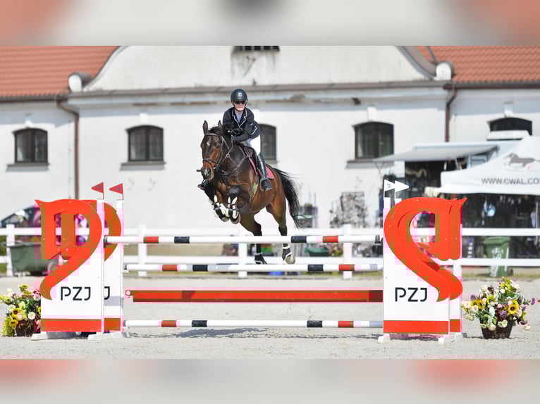 Polnisches Halbblut Wallach 11 Jahre 170 cm Rotbrauner in Piaseczno