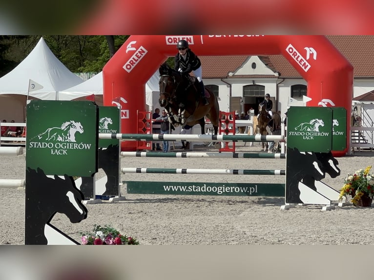 Polnisches Halbblut Wallach 11 Jahre 170 cm Rotbrauner in Piaseczno