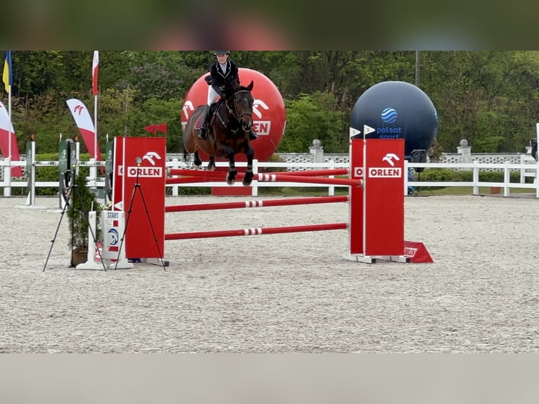 Polnisches Halbblut Wallach 11 Jahre 170 cm Rotbrauner in Piaseczno
