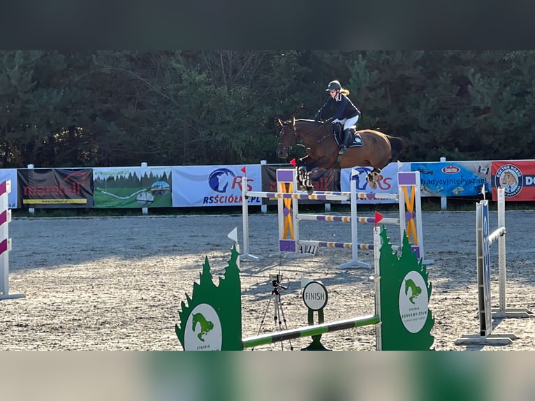 Polnisches Halbblut Wallach 11 Jahre 170 cm Rotbrauner in Piaseczno