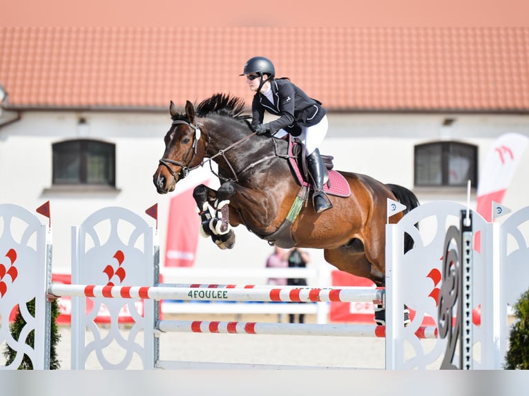 Polnisches Halbblut Wallach 11 Jahre 170 cm Rotbrauner in Piaseczno