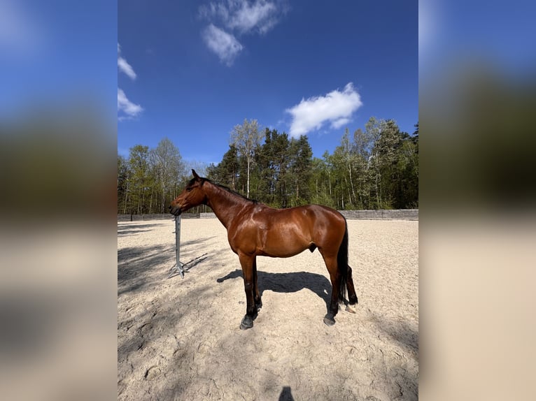 Polnisches Halbblut Wallach 11 Jahre 173 cm Rotbrauner in &#x141;o&#x15B;