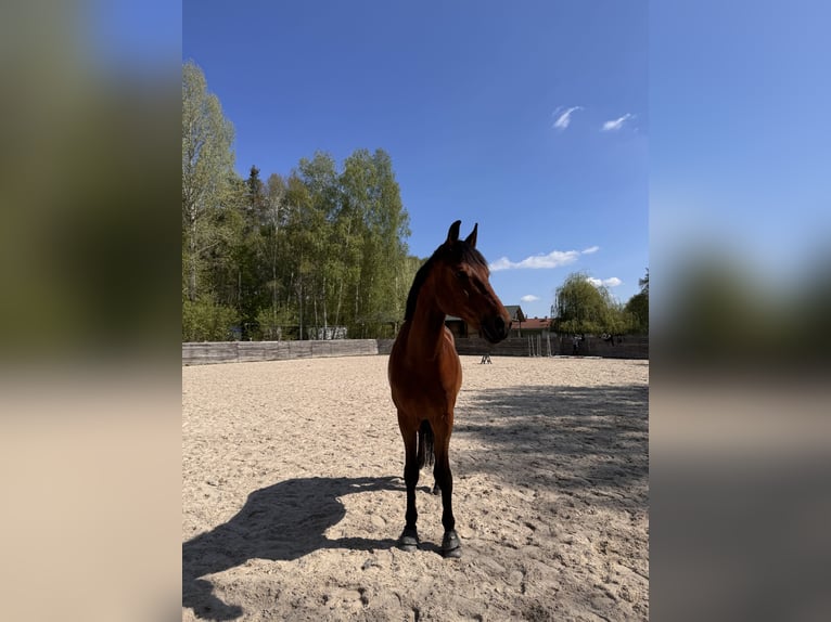 Polnisches Halbblut Wallach 11 Jahre 173 cm Rotbrauner in &#x141;o&#x15B;