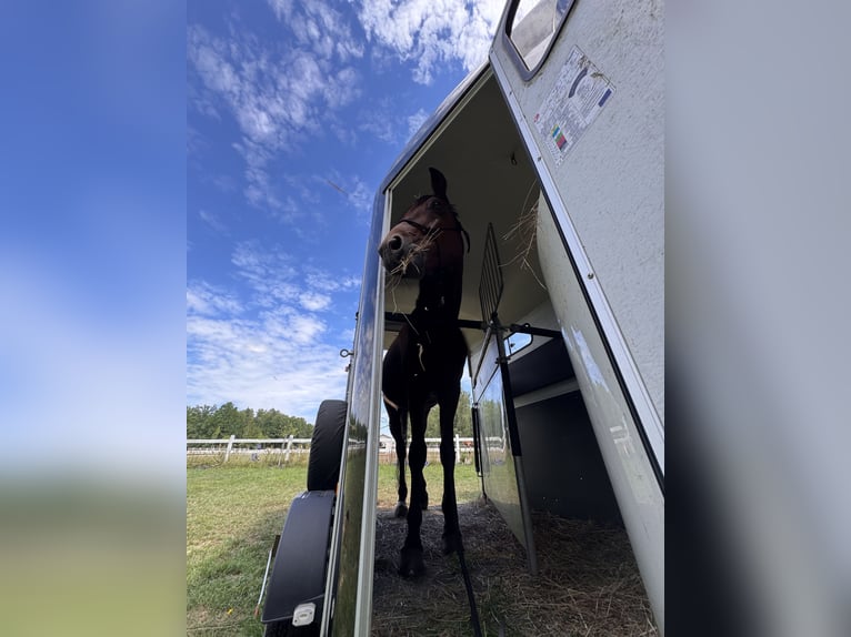 Polnisches Halbblut Wallach 11 Jahre 173 cm Rotbrauner in &#x141;o&#x15B;