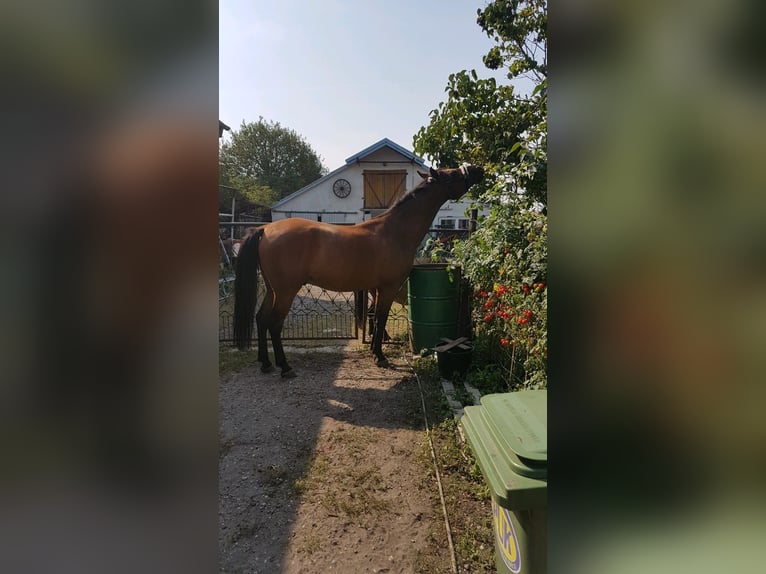 Polnisches Halbblut Mix Wallach 12 Jahre 153 cm Brauner in Radzyń Podlaski