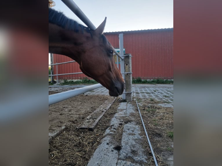 Polnisches Halbblut Mix Wallach 12 Jahre 153 cm Brauner in Radzyń Podlaski