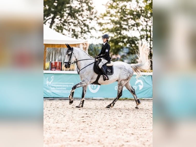 Polnisches Halbblut Wallach 12 Jahre 162 cm Schimmel in Warszawa