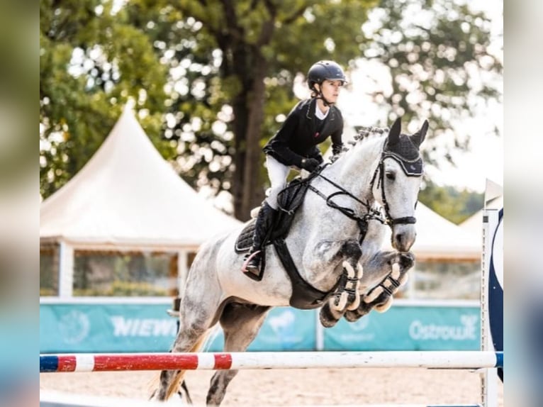 Polnisches Halbblut Wallach 12 Jahre 162 cm Schimmel in Warszawa