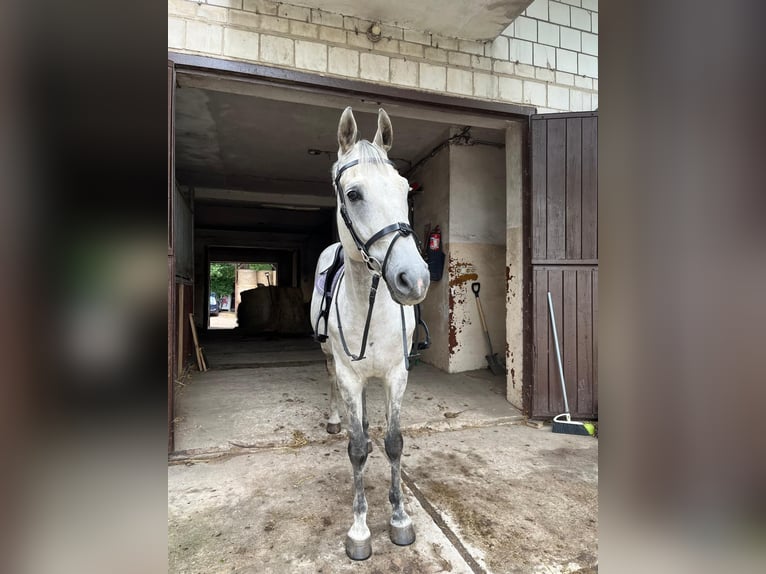 Polnisches Halbblut Wallach 12 Jahre 162 cm Schimmel in Warszawa