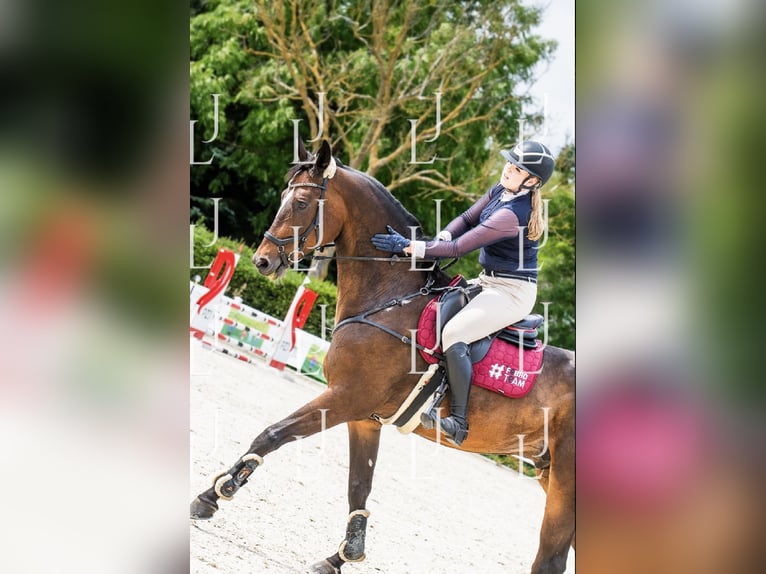 Polnisches Halbblut Wallach 12 Jahre 172 cm Dunkelbrauner in stargard