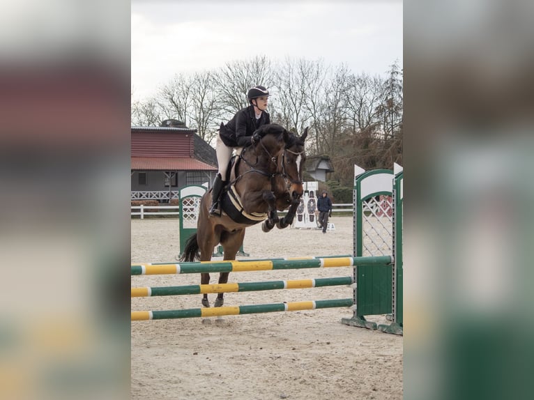 Polnisches Halbblut Wallach 12 Jahre 172 cm Dunkelbrauner in stargard