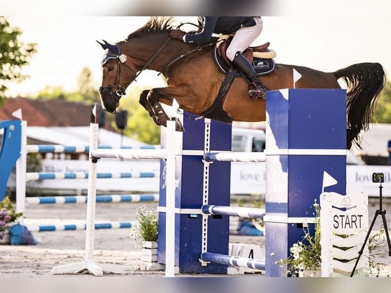 Polnisches Halbblut Wallach 12 Jahre 173 cm Rotbrauner in Podolszyn Nowy