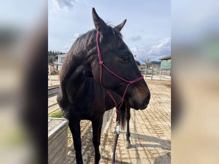 Polnisches Halbblut Mix Wallach 13 Jahre 160 cm Rappe in Allensbach
