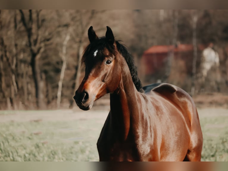 Polnisches Halbblut Wallach 13 Jahre 162 cm Brauner in Heidenrod