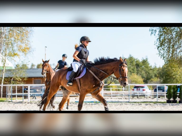 Polnisches Halbblut Mix Wallach 13 Jahre 166 cm Rotbrauner in Hadra