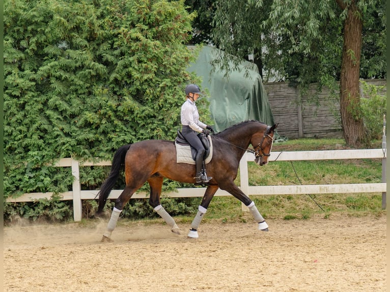 Polnisches Halbblut Wallach 13 Jahre 178 cm Dunkelbrauner in Pra&#x17C;mow