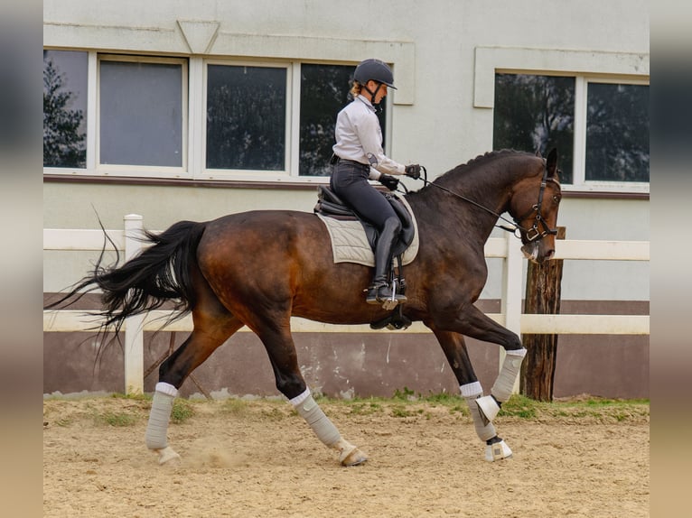 Polnisches Halbblut Wallach 13 Jahre 178 cm Dunkelbrauner in Pra&#x17C;mow