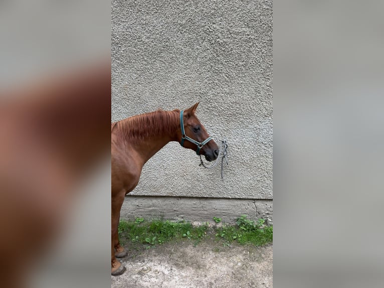 Polnisches Halbblut Wallach 14 Jahre 151 cm Fuchs in Geising