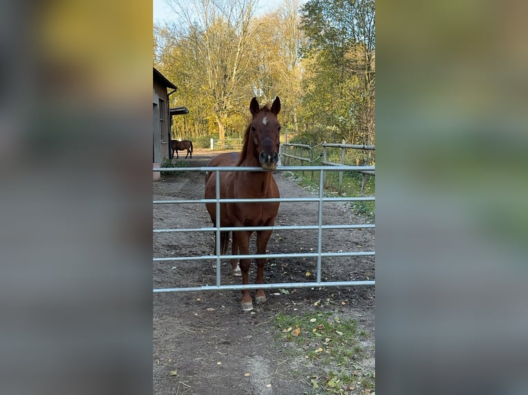 Polnisches Halbblut Wallach 14 Jahre 151 cm Fuchs in Geising