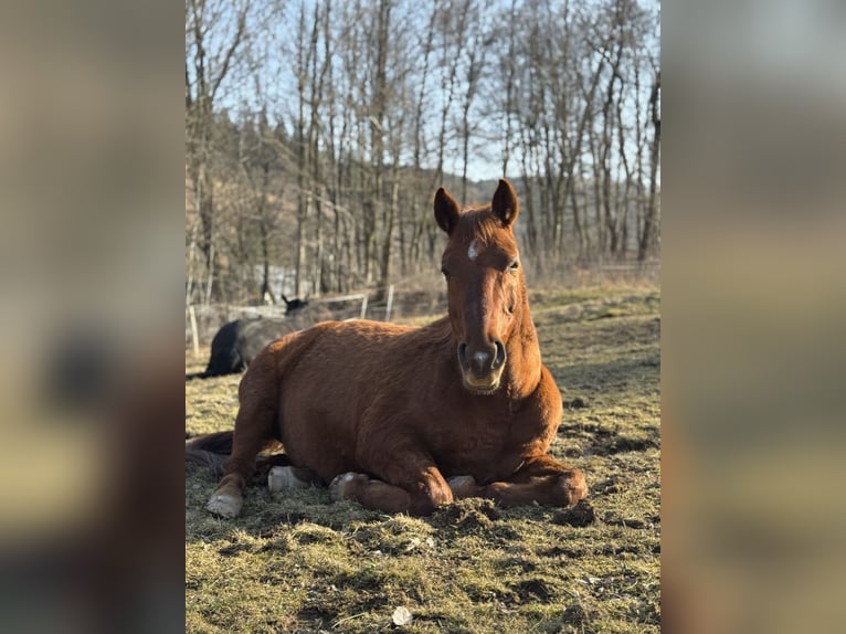 Polnisches Halbblut Wallach 14 Jahre 151 cm Fuchs in Geising