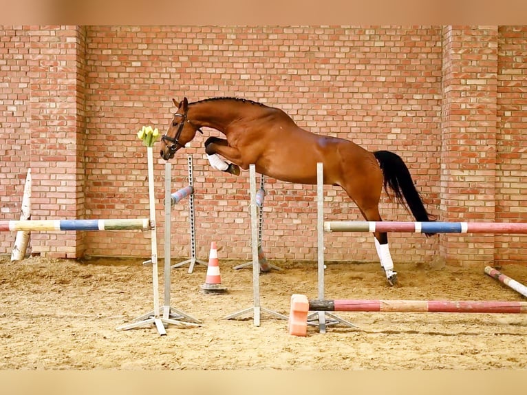 Polnisches Halbblut Wallach 14 Jahre 164 cm Brauner in Zar&#x119;by