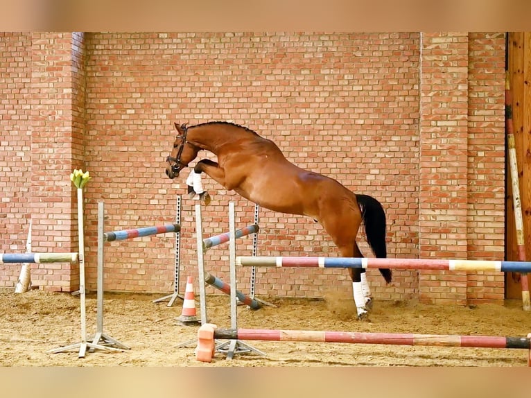 Polnisches Halbblut Wallach 14 Jahre 164 cm Brauner in Zar&#x119;by