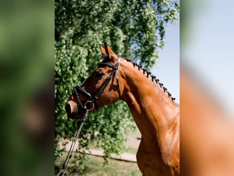 Polnisches Halbblut Wallach 14 Jahre 164 cm Brauner in Zar&#x119;by