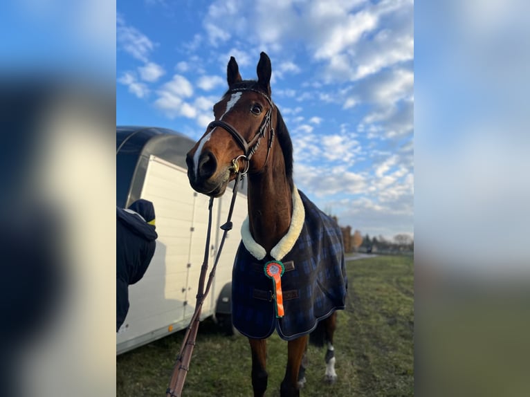 Polnisches Halbblut Mix Wallach 14 Jahre 175 cm Rotbrauner in Janików