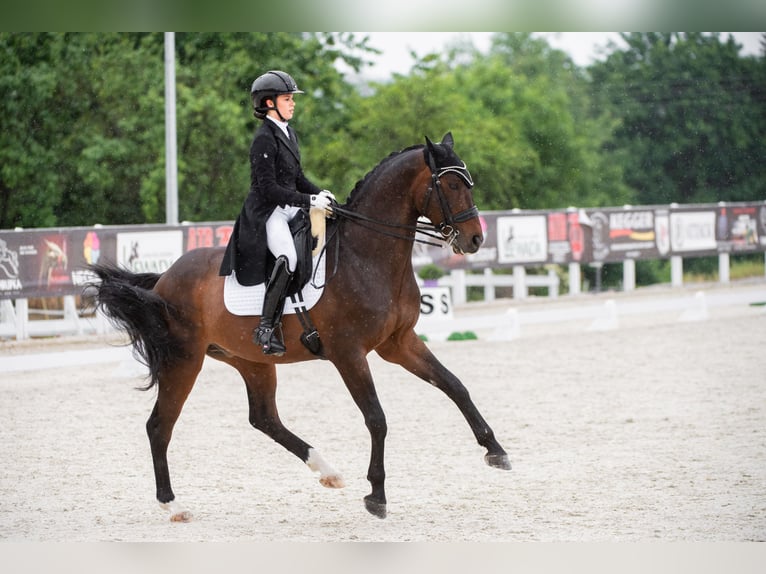 Polnisches Halbblut Wallach 15 Jahre 164 cm Brauner in Tarzymiechy Pierwsze