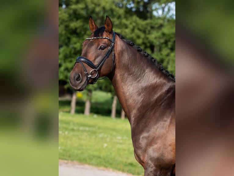 Polnisches Halbblut Wallach 15 Jahre 164 cm Brauner in Tarzymiechy Pierwsze