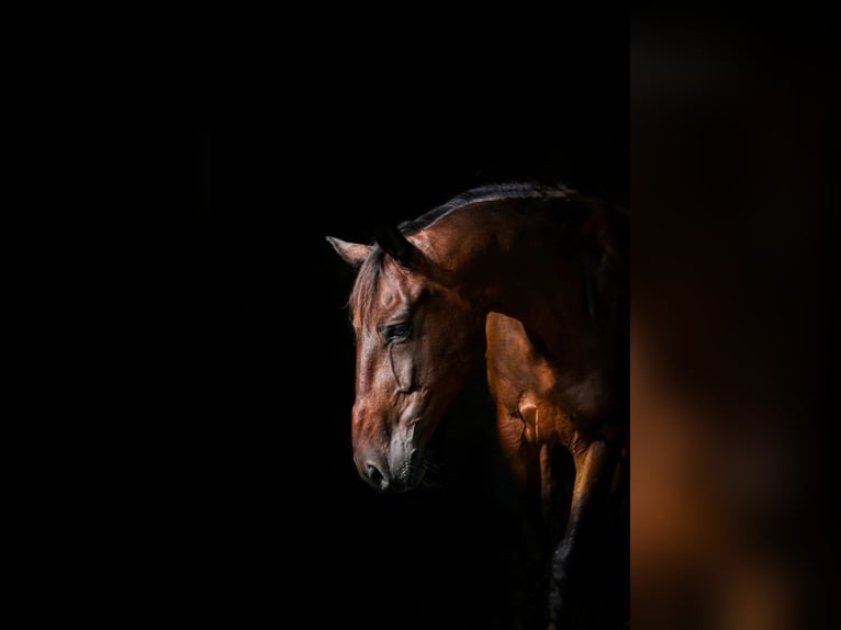 Polnisches Halbblut Wallach 15 Jahre 165 cm Brauner in Waging am See