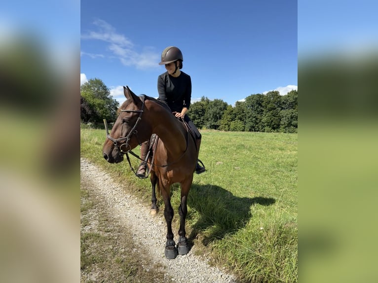 Polnisches Halbblut Wallach 15 Jahre 165 cm Brauner in Waging am See