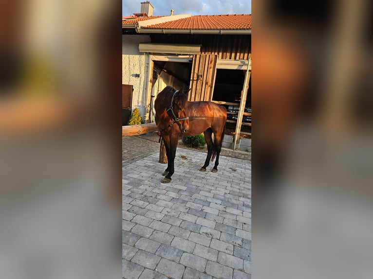 Polnisches Halbblut Wallach 15 Jahre 165 cm Brauner in Waging am See