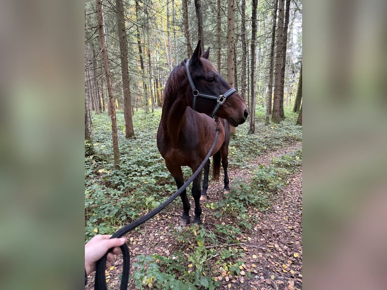 Polnisches Halbblut Wallach 15 Jahre 165 cm Brauner in Waging am See