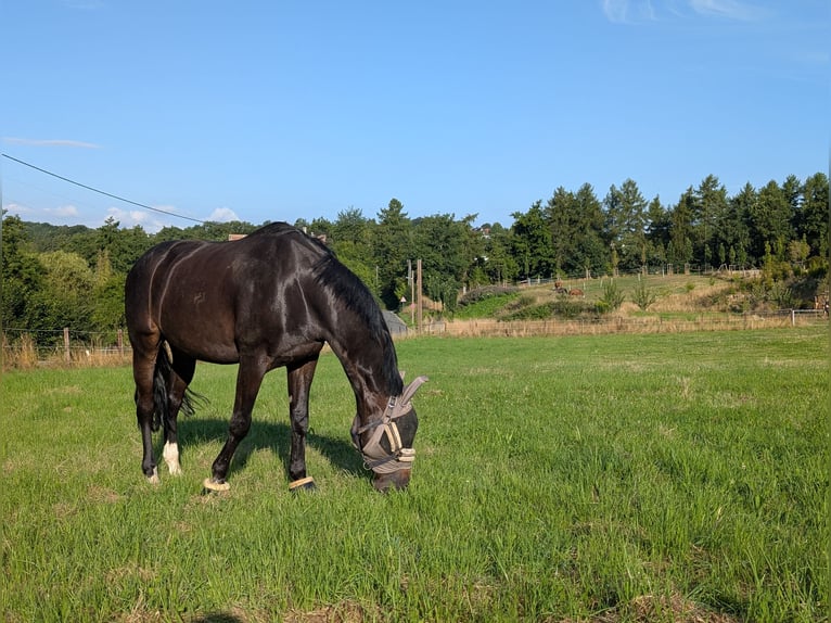 Polnisches Halbblut Wallach 15 Jahre 165 cm Dunkelbrauner in Sprockh&#xF6;vel