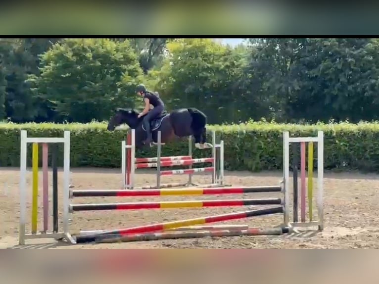 Polnisches Halbblut Wallach 15 Jahre 165 cm Dunkelbrauner in Sprockh&#xF6;vel