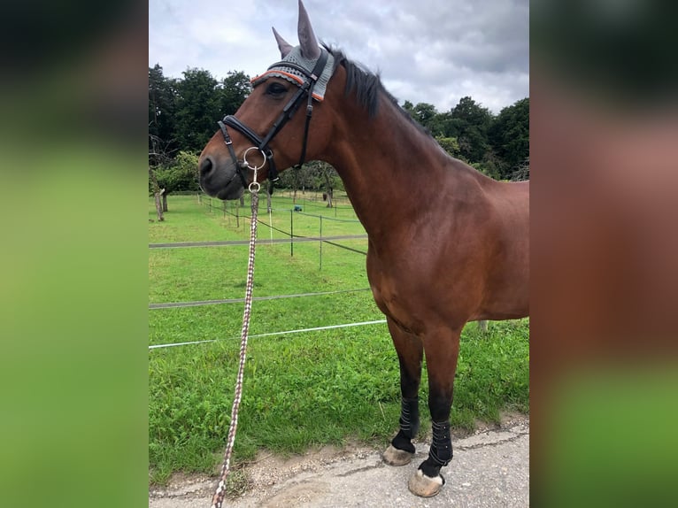Polnisches Halbblut Wallach 15 Jahre 170 cm Brauner in Aichwald